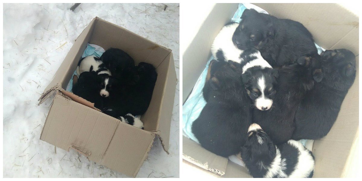 Выбери себе самого любимого Выбери себе самого любимого