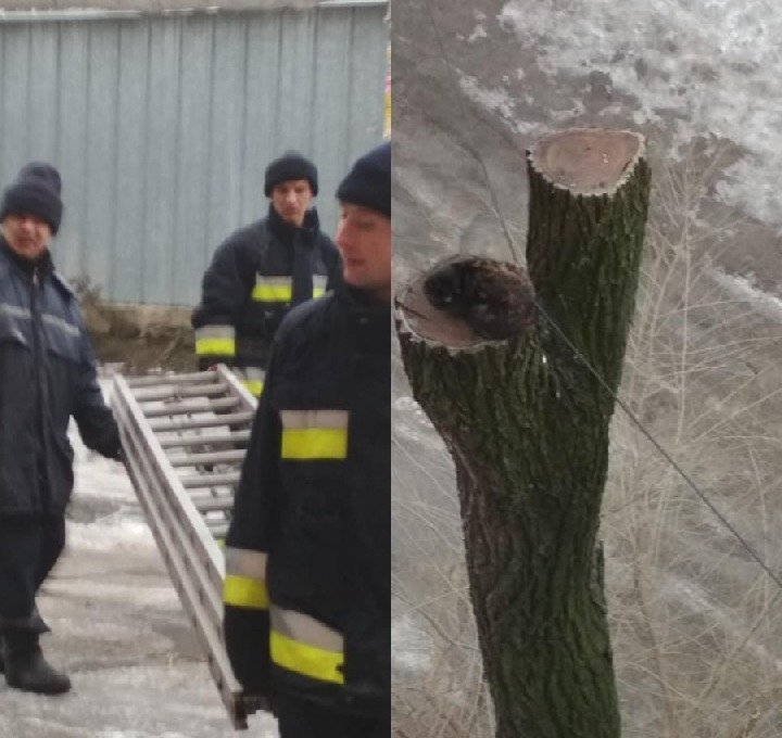 Животное вторые сутки не могло спуститься из-за спиленных веток Животное вторые сутки не могло спуститься из-за спиленных веток