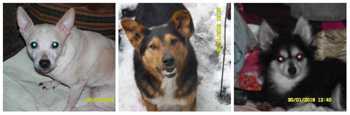 Выберите себе малыша Выберите себе малыша