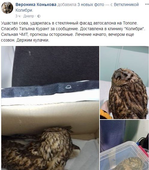 Спасти сове жизнь врачам удалось Спасти сове жизнь врачам удалось