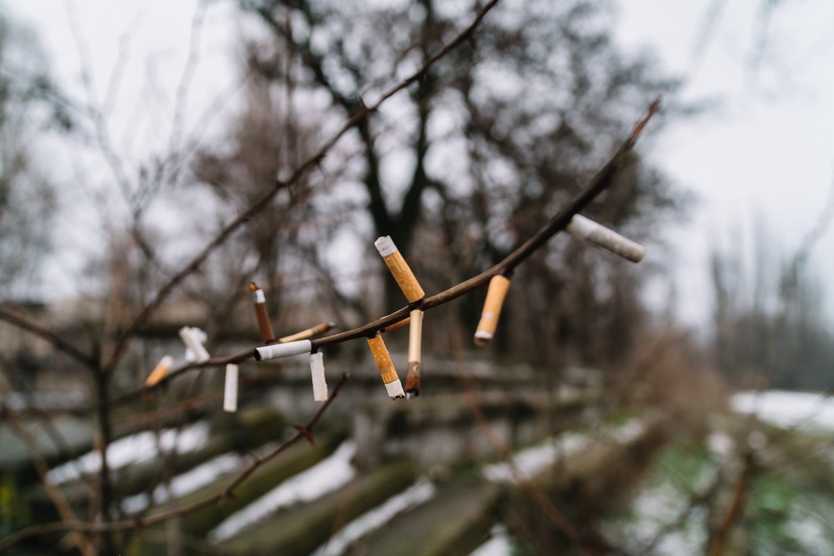 Позаботились, чтобы веточки не замерзли