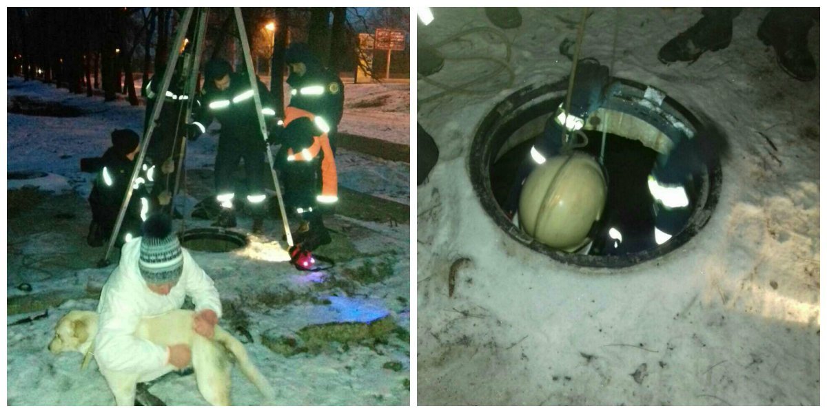 На Тополе спасатели достали лабрадора, упавшего в яму