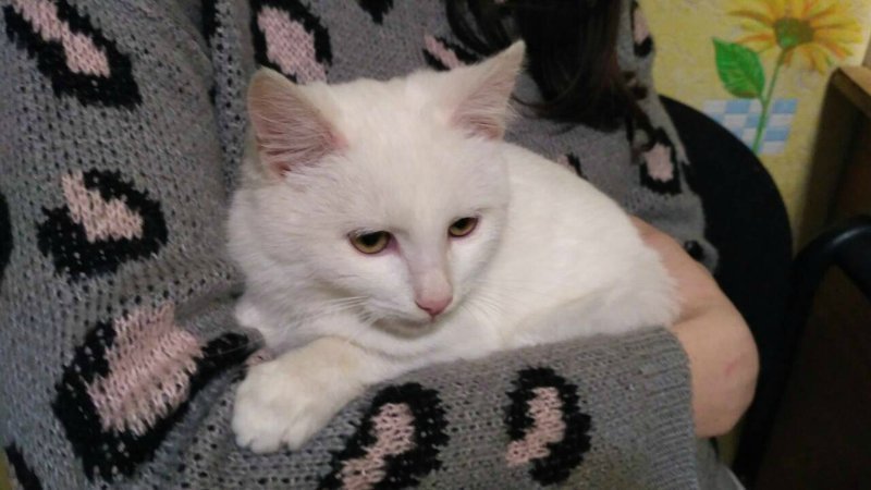 Суровый снаружи, но мягкий внутри