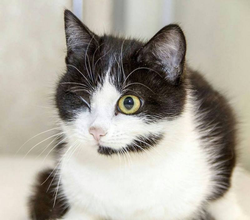 Один глазик не мешает котейке быть шустрой и веселой мурчалкой