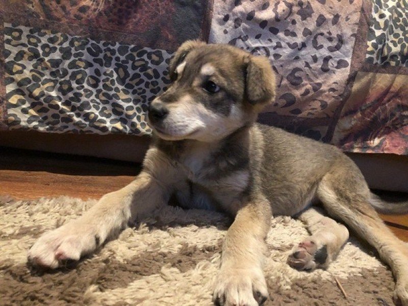 Шарик ищет любящую семью