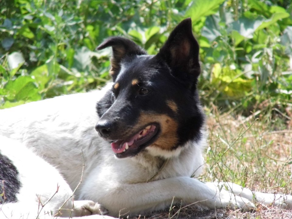 Подарите любовь: какие животные ищут дом в Днепре 5