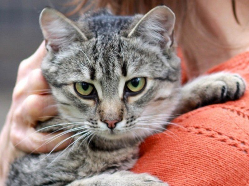 Подарите любовь: какие животные ищут дом в Днепре 6