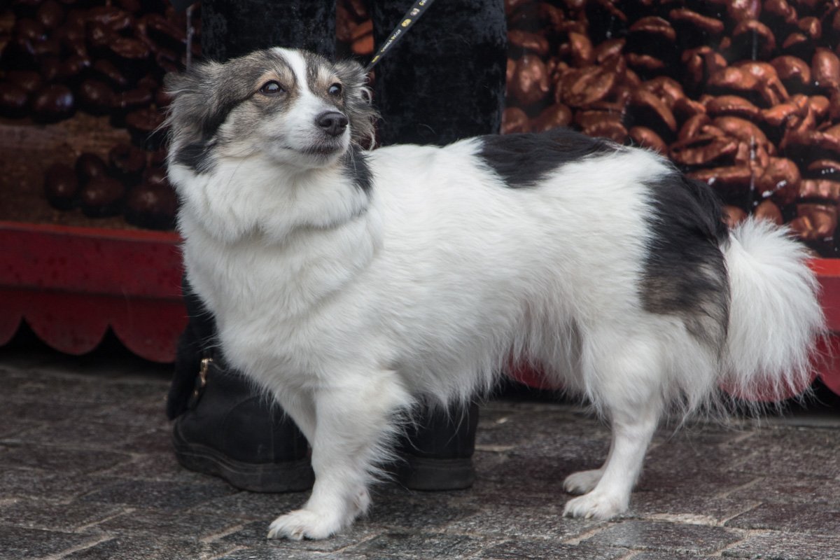 Если вы всегда мечтали о любимом питомце, то не упустите свой шанс Если вы всегда мечтали о любимом питомце, то не упустите свой шанс