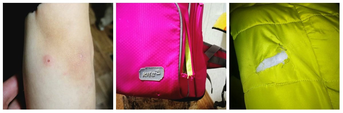 В Днепре домашние собаки напали на ребенка: ищут свидетелей