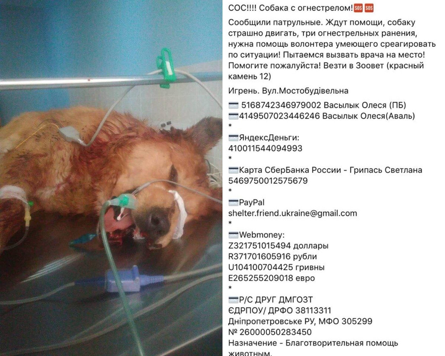 В Днепре спасают собаку, которую пытался застрелить хозяин В Днепре спасают собаку, которую пытался застрелить хозяин