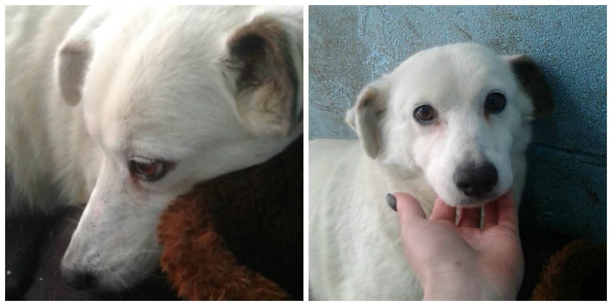 Маленькая снежинка готова любить вас каждой клеточкой сердца Маленькая снежинка готова любить вас каждой клеточкой сердца