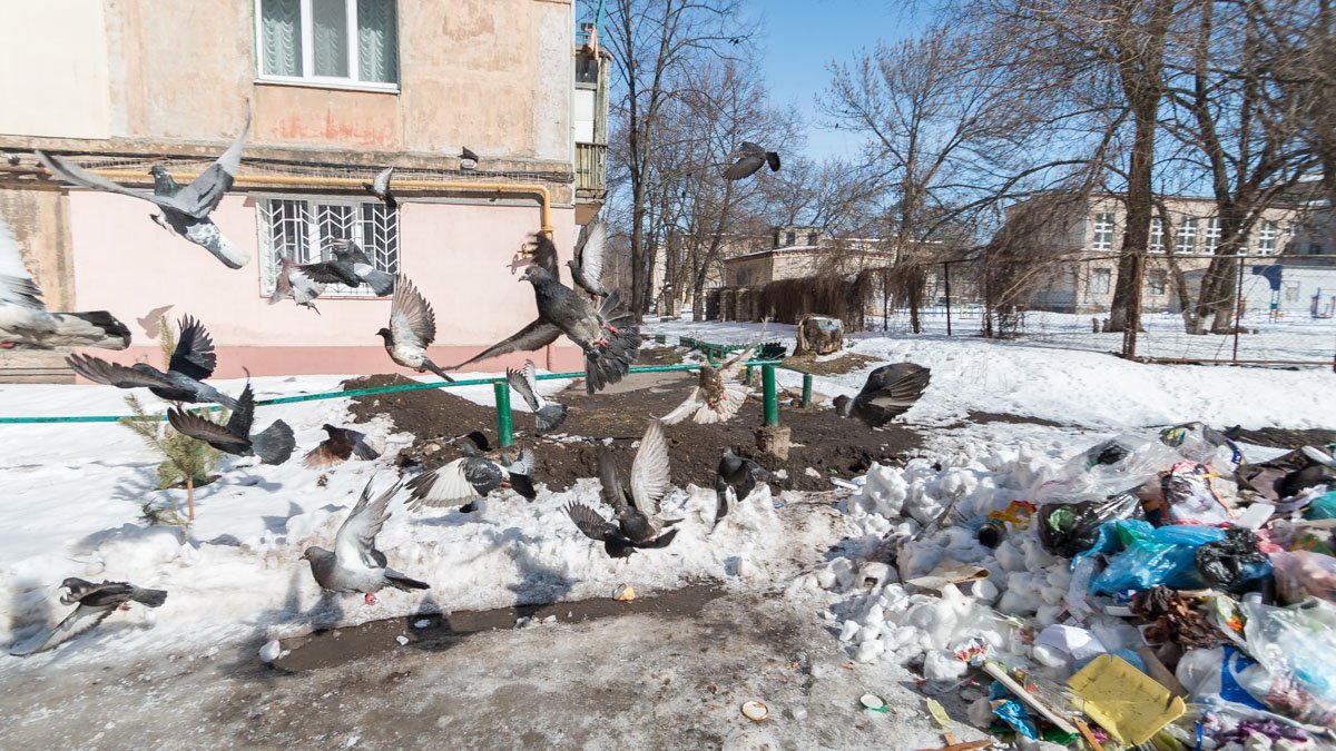 Днепровские голуби: депрессия, паника, потеря ориентиров...Днепровские голуби: депрессия, паника, потеря ориентиров...