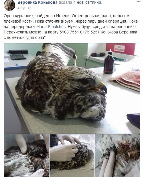 На Игрени подстрелили орла: ветеринары борются за жизнь птицы На Игрени подстрелили орла: ветеринары борются за жизнь птицы