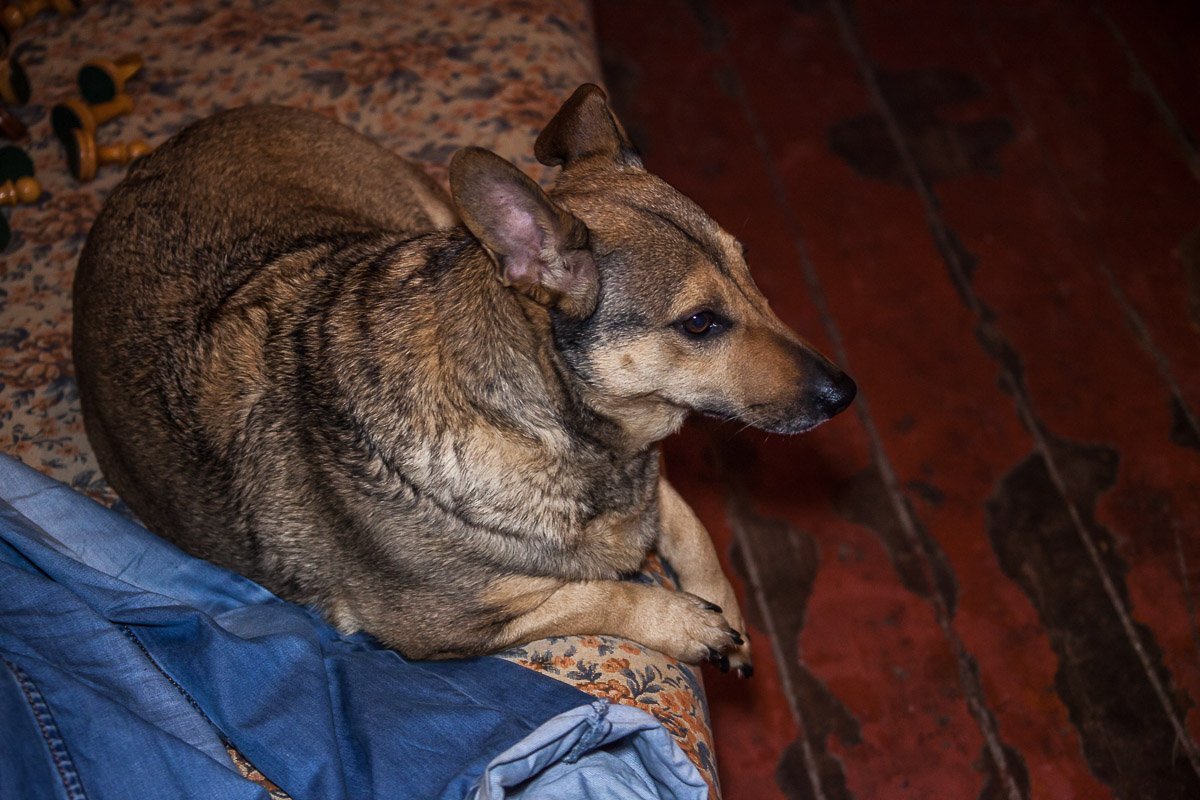 Четвероногий охранник Четвероногий охранник