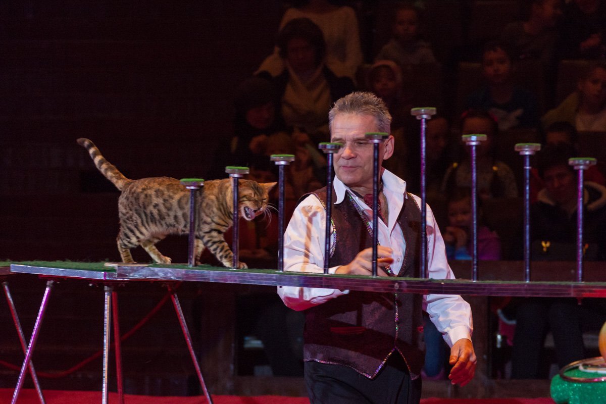 Виктор Кошман показывает номер с кошками Виктор Кошман показывает номер с кошками