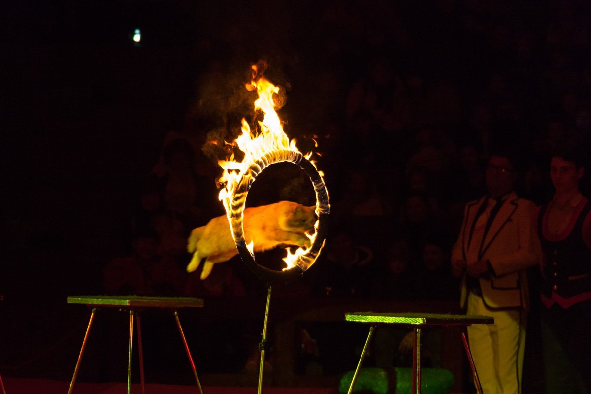 Трюки животных завораживают зрителей Трюки животных завораживают зрителей