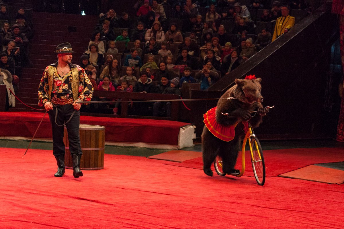 Валерий Нечипуренко исполняет цыганскую сюиту со своим лохматым партнером Валерий Нечипуренко исполняет цыганскую сюиту со своим лохматым партнером