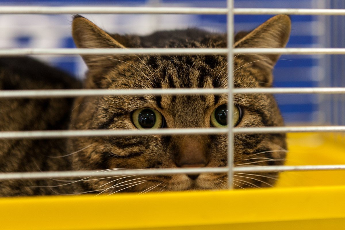 Чего смотришь, забирай Чего смотришь, забирай