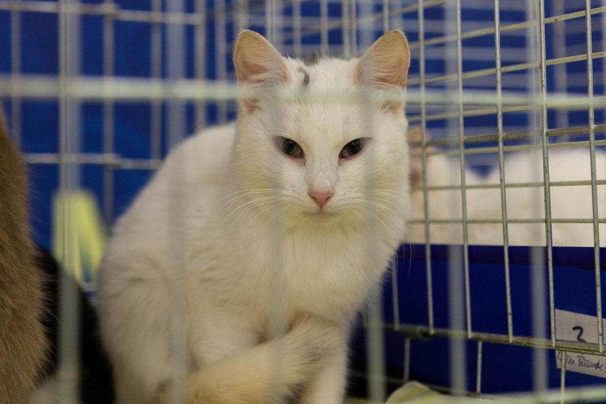 Гипнотизирует, чтобы вы принесли ей рыбки Гипнотизирует, чтобы вы принесли ей рыбки