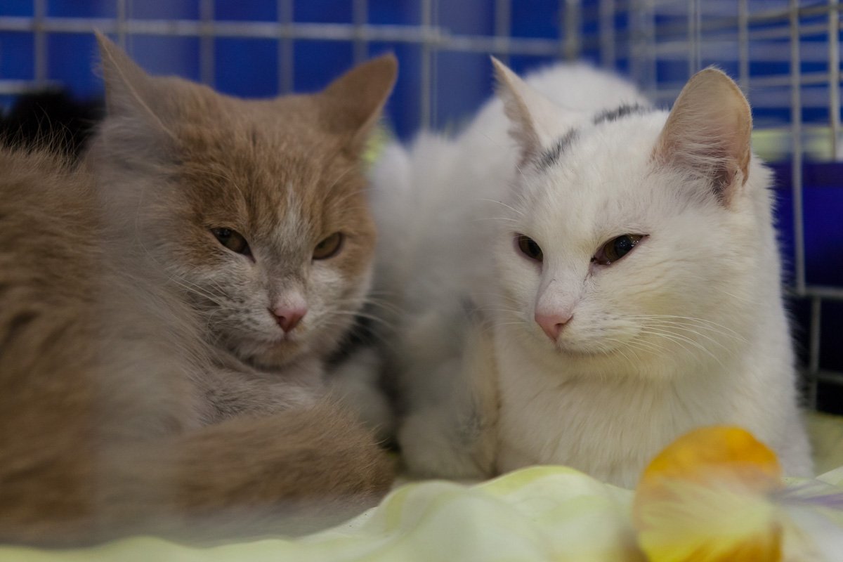 Сам ты грязный, у меня окрас такой Сам ты грязный, у меня окрас такой