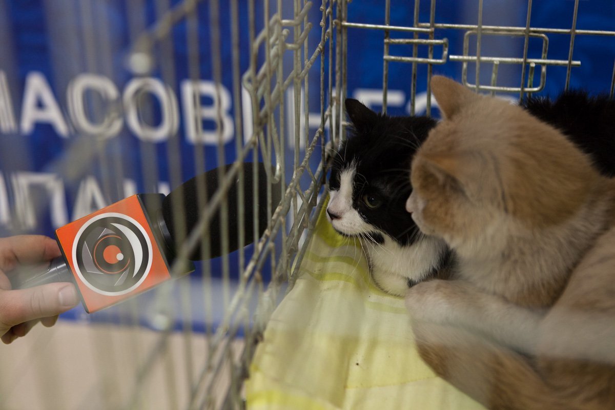 Расскажите, какого хозяина вы хотите Расскажите, какого хозяина вы хотите