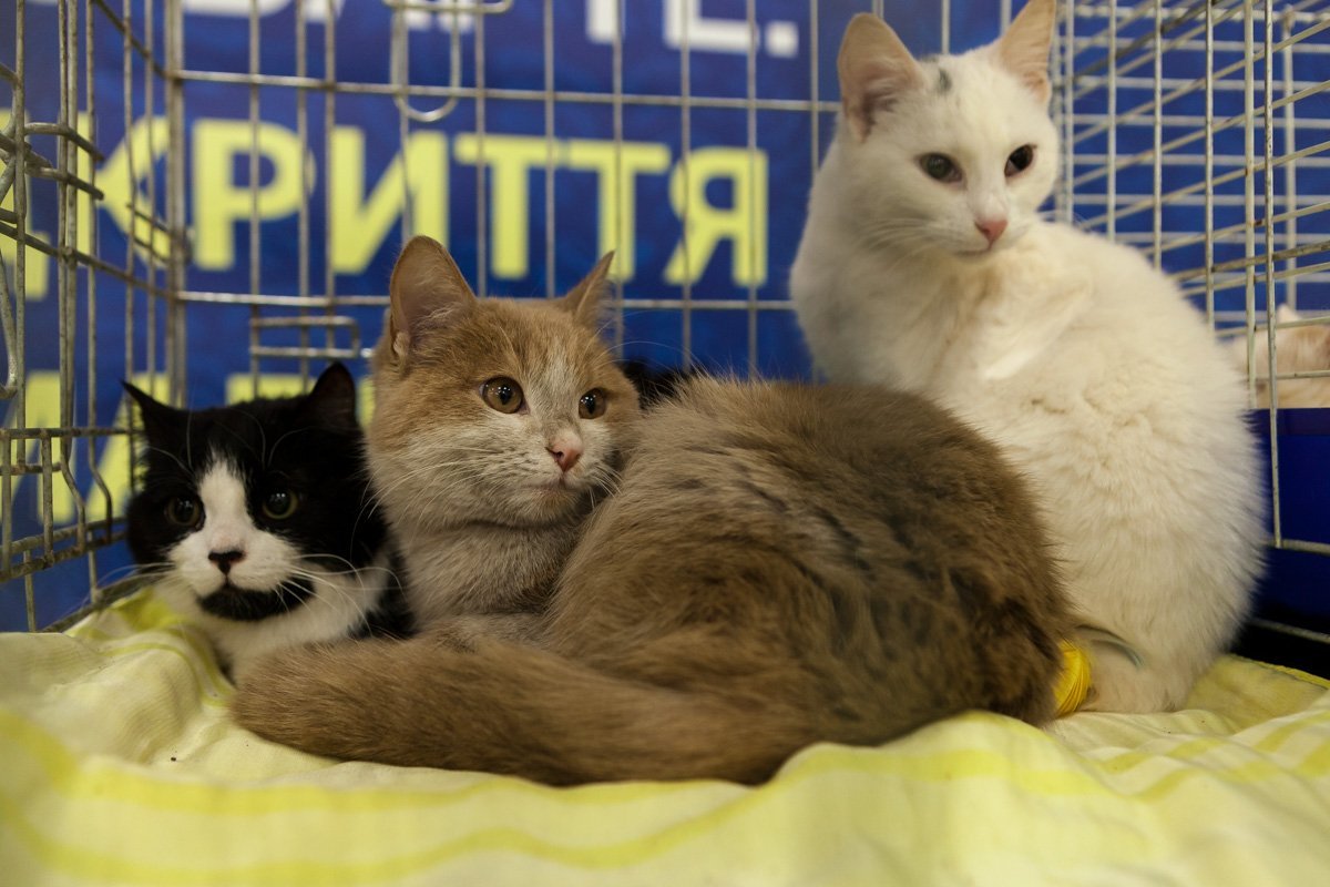 Пушистая маленькая банда готова замимимишить вас до смерти Пушистая маленькая банда готова замимимишить вас до смерти