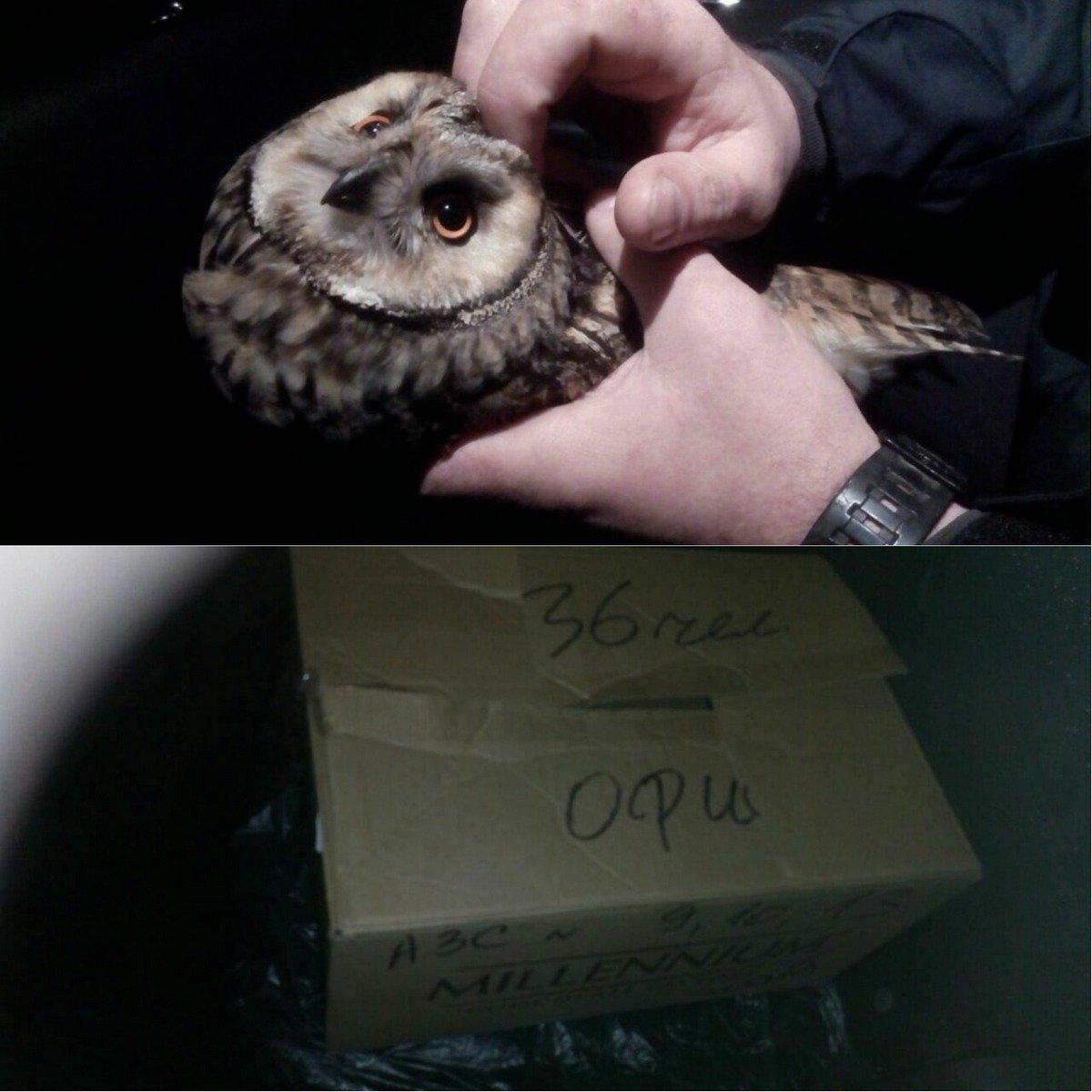 Спасенную сову поместили в коробку и передали ветеринарам 