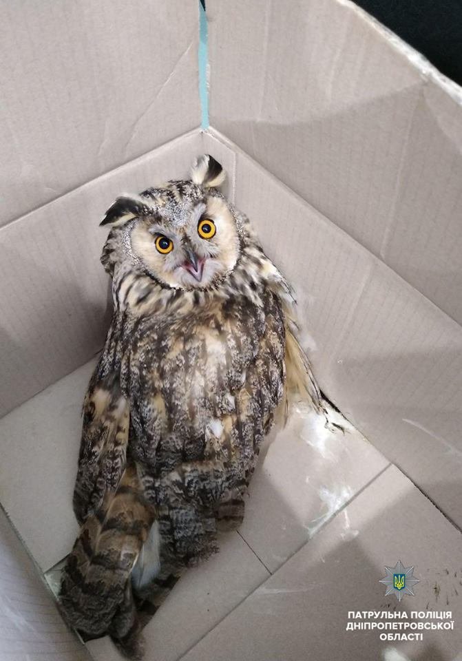 Невероятно милая птица вероятно принадлежит виду, занесенному в Красную книгу Украины