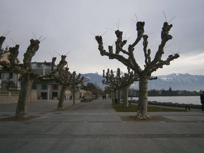 В Днепре срубят деревья, чтобы отреставрировать главную улицу В Днепре срубят деревья, чтобы отреставрировать главную улицу