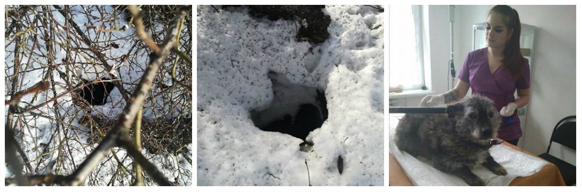 В Днепре спасали собаку, упавшую в люк В Днепре спасали собаку, упавшую в люк