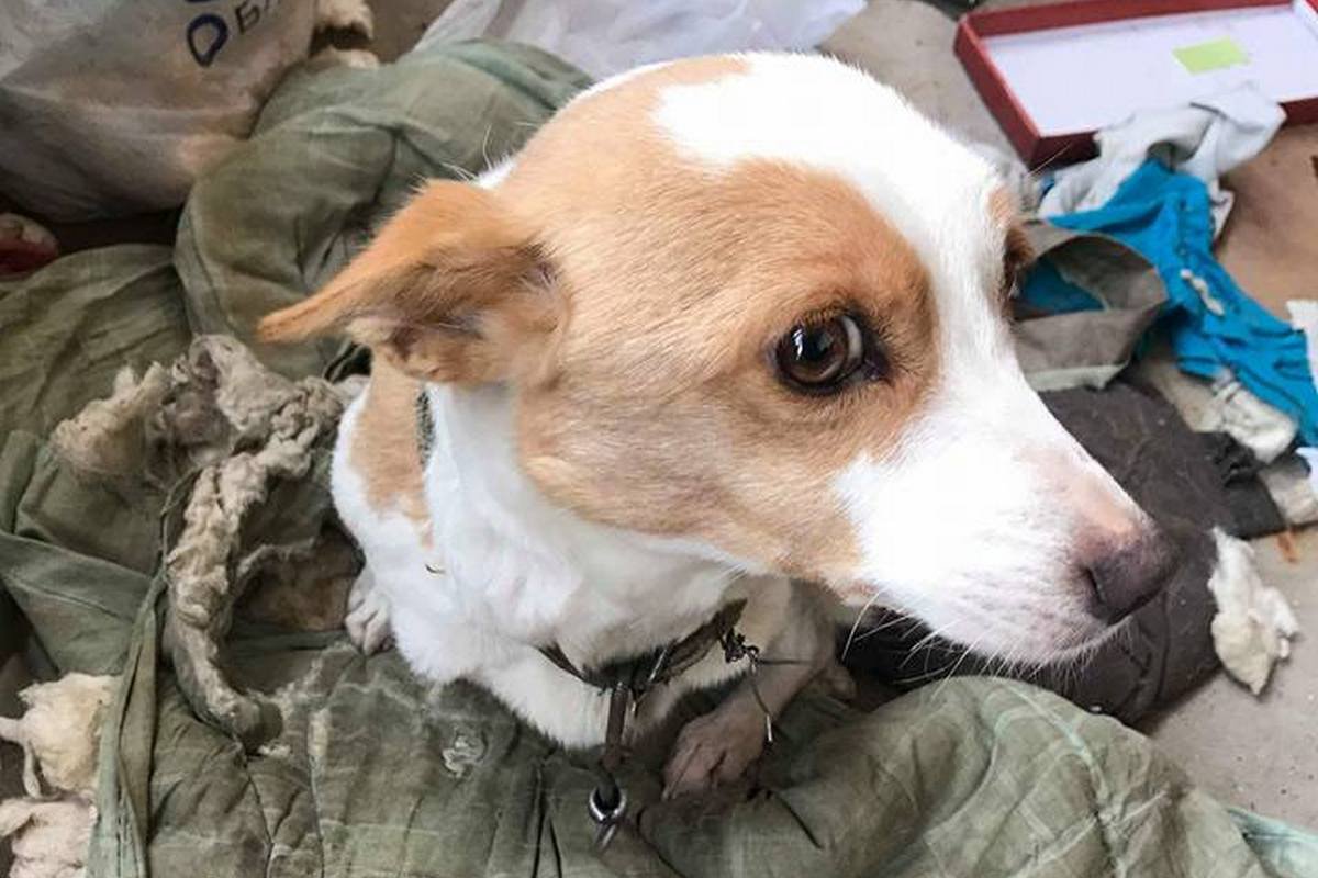 Пс, хозяин, я хочу быть частью твоей семьи