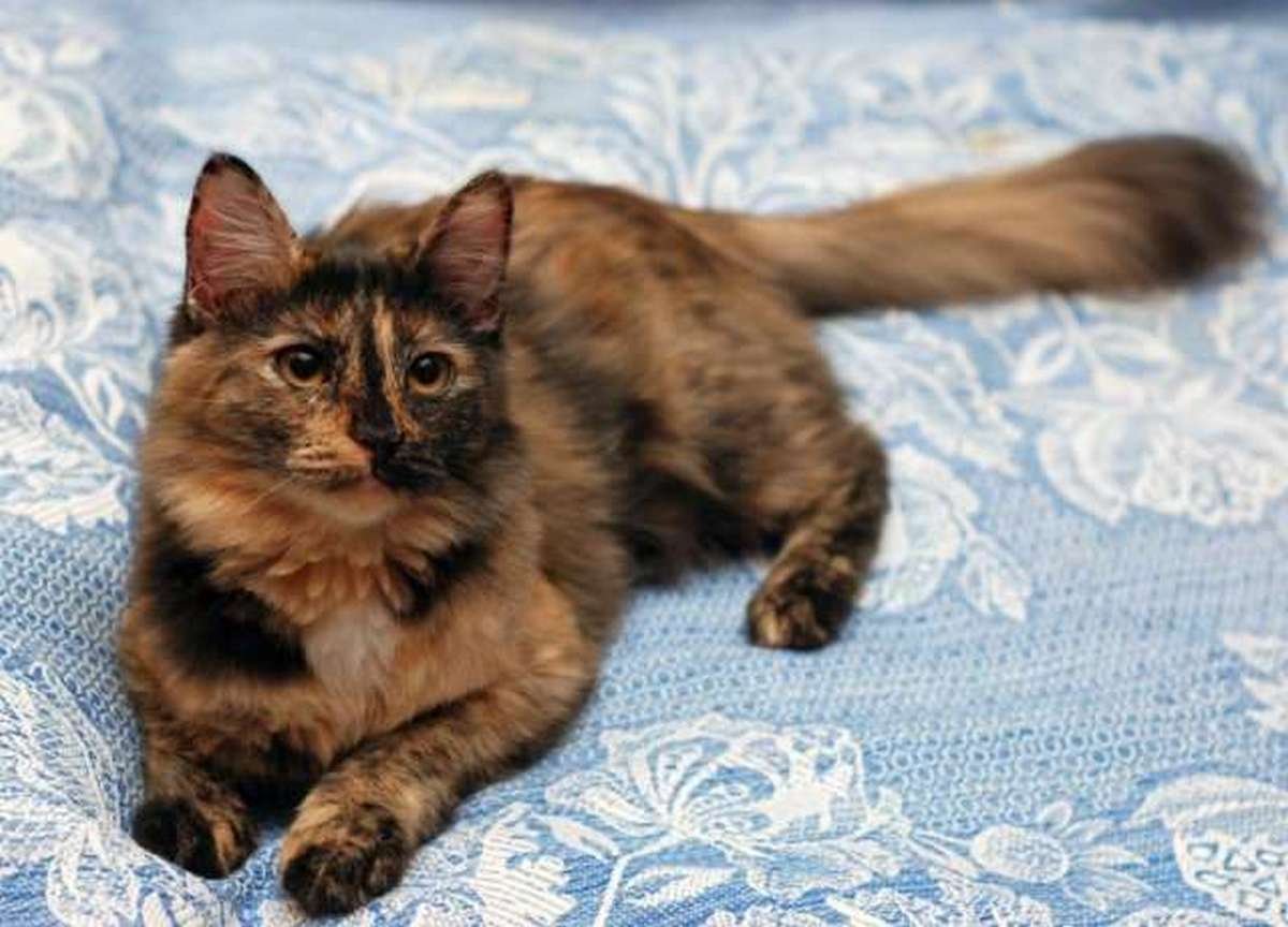 Милый урчащий мини-трактор