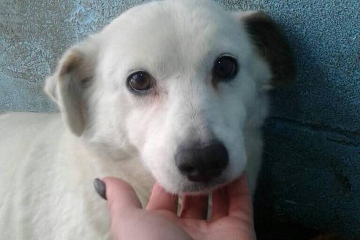 Чтобы понять, есть ли у животного душа, нужно самому иметь душу