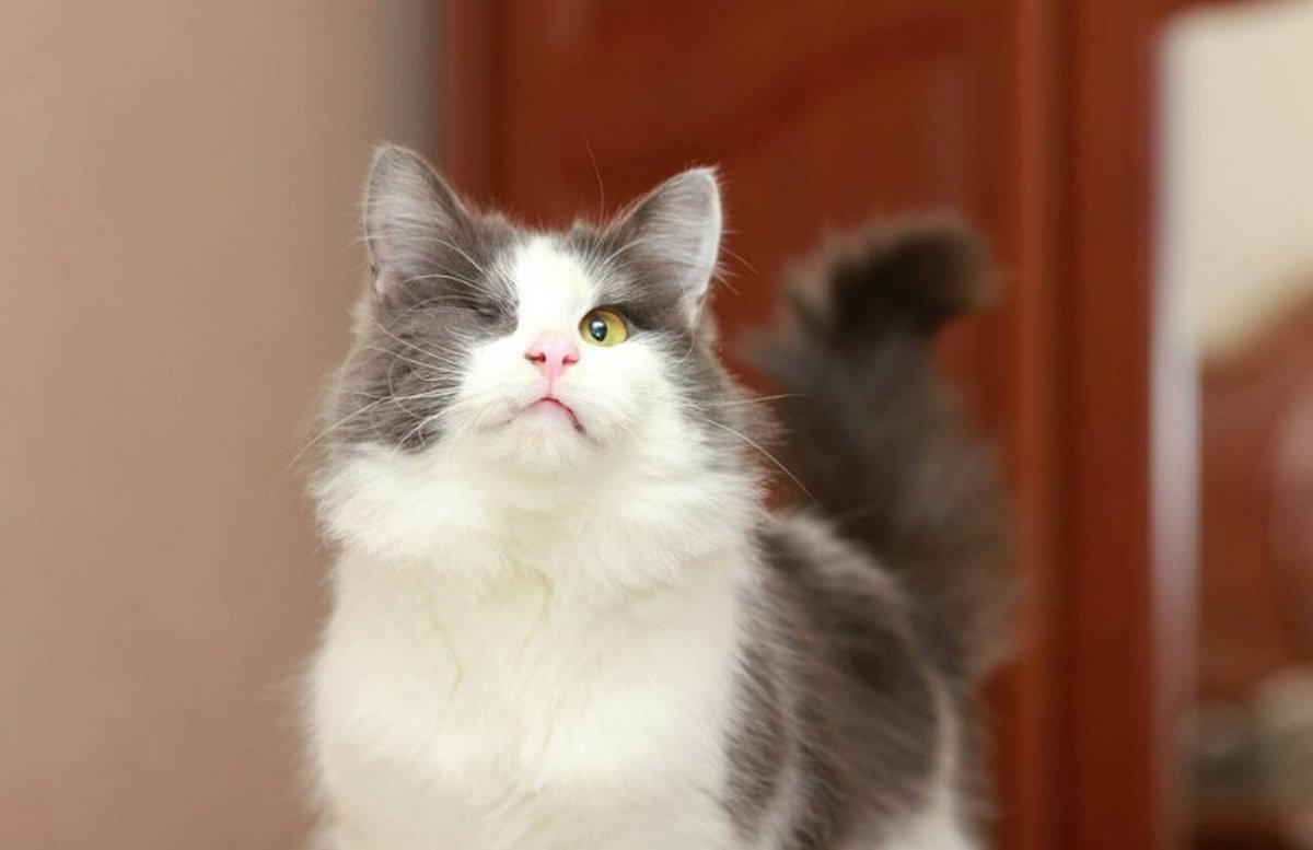 Обаятельный котик ждет того самого единственного тебя