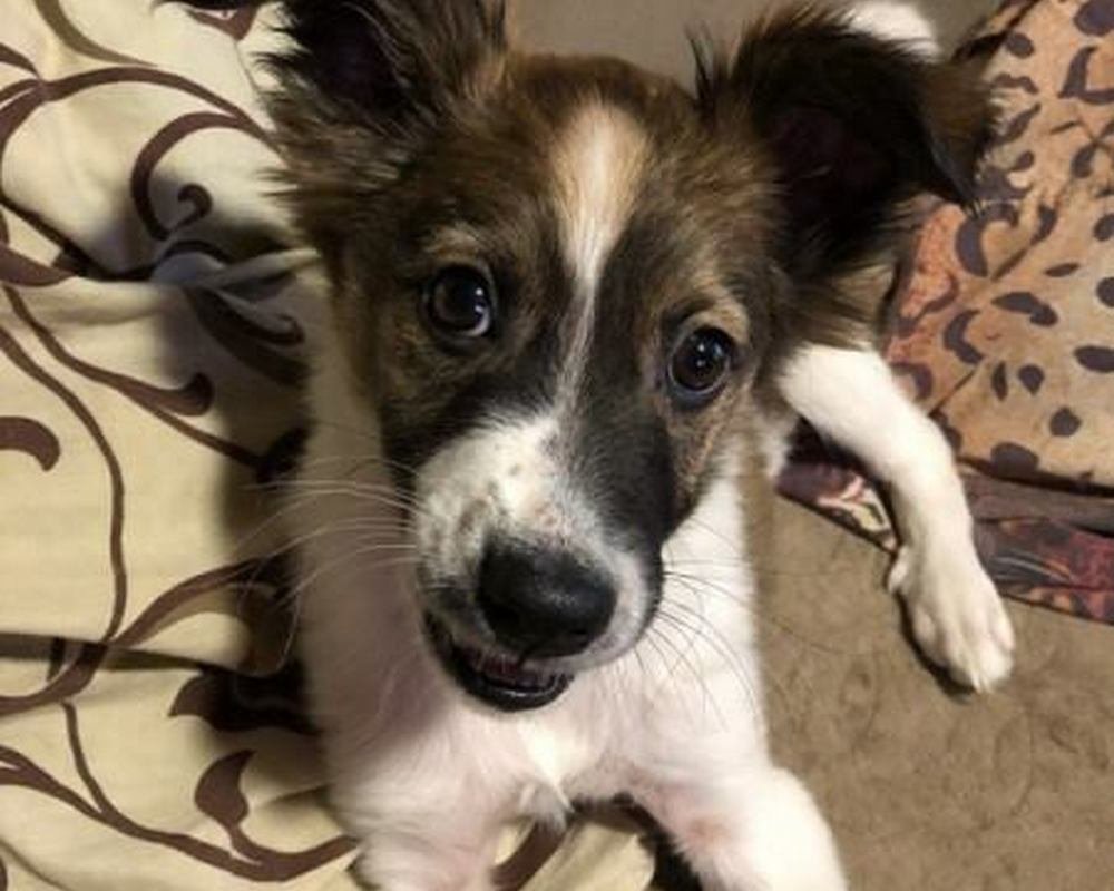 Малышка ищет дом и верных друзей