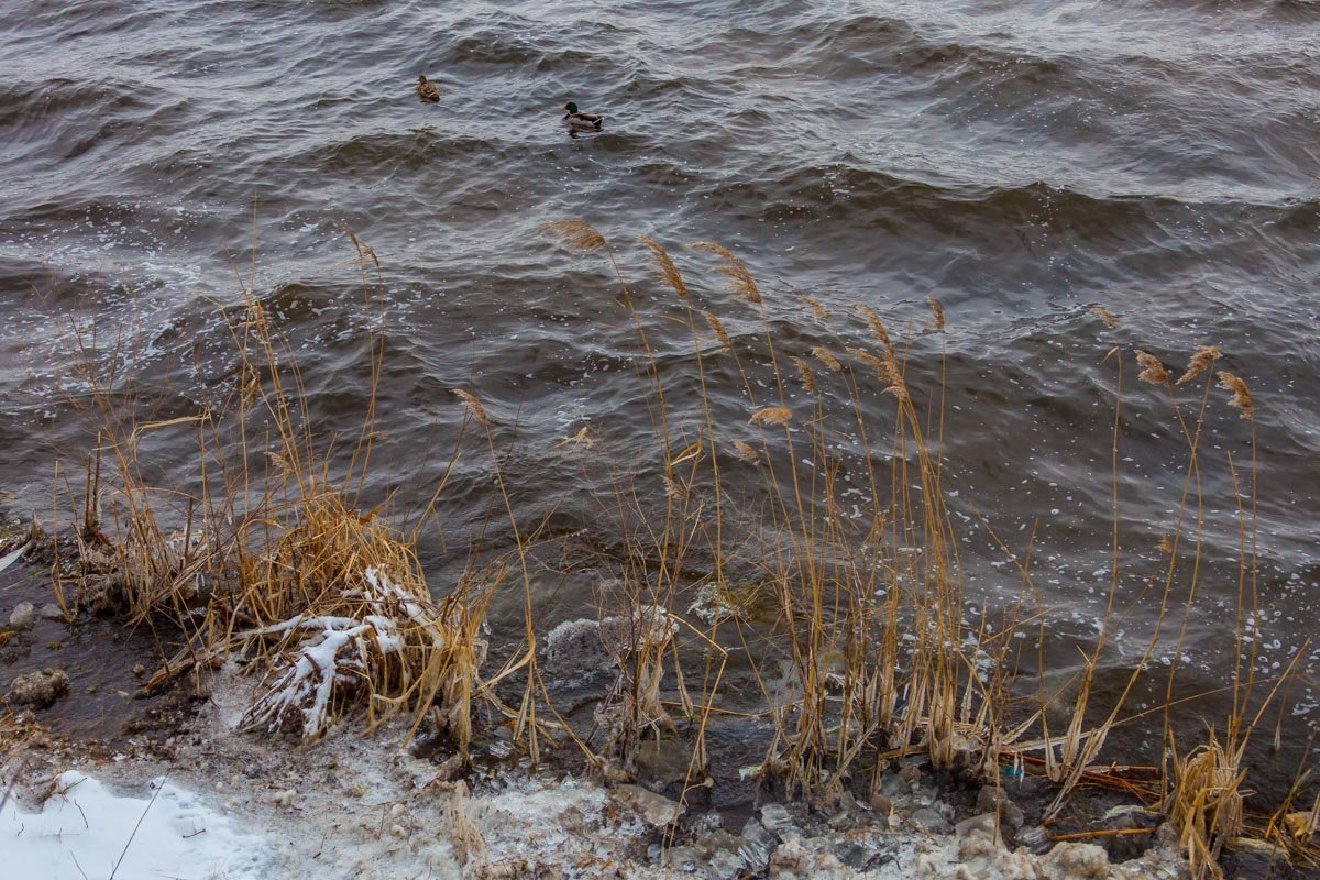 Единственный плюс — нет комаров