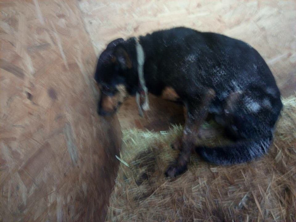 Преданность до конца: в Днепре собака никого не подпускала к телу умершей хозяйки 1