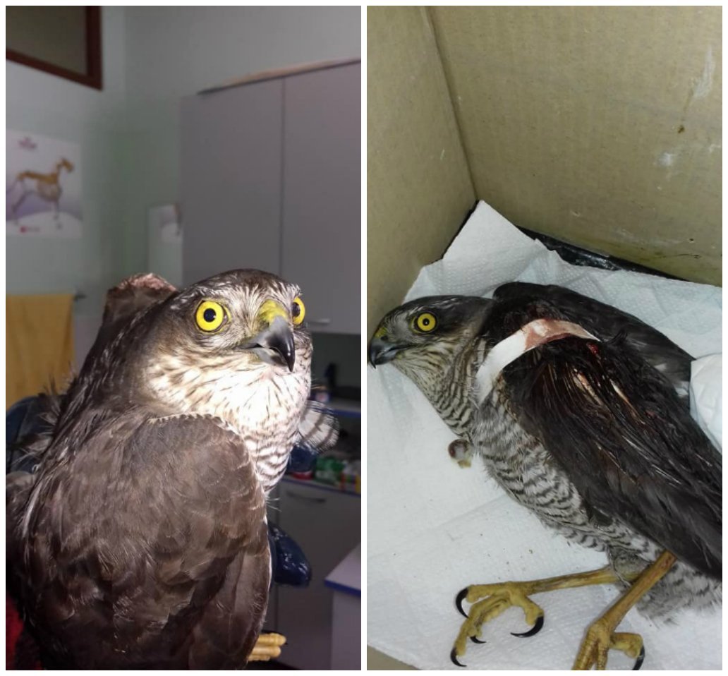 Саурон держится, но крайне нуждается в вашей помощи