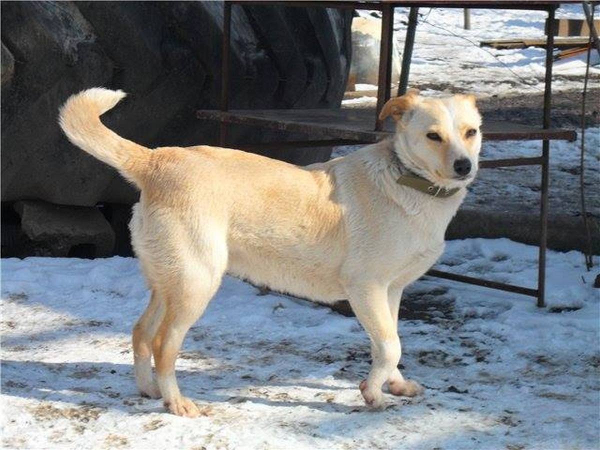 Пуша очень ждет хозяина