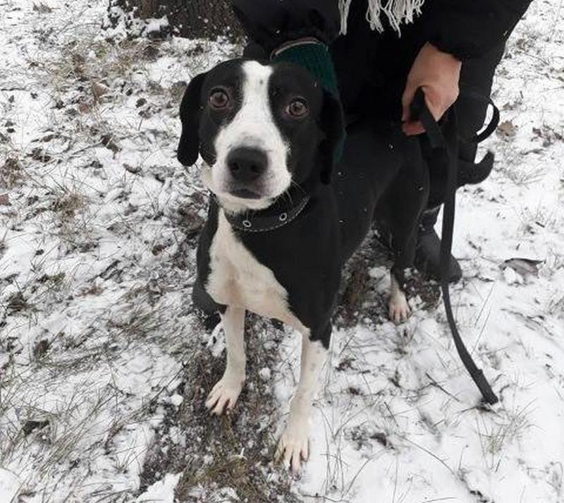 Барон очень славный молодой пес, он тянется к людям и нуждается в любви и ласке