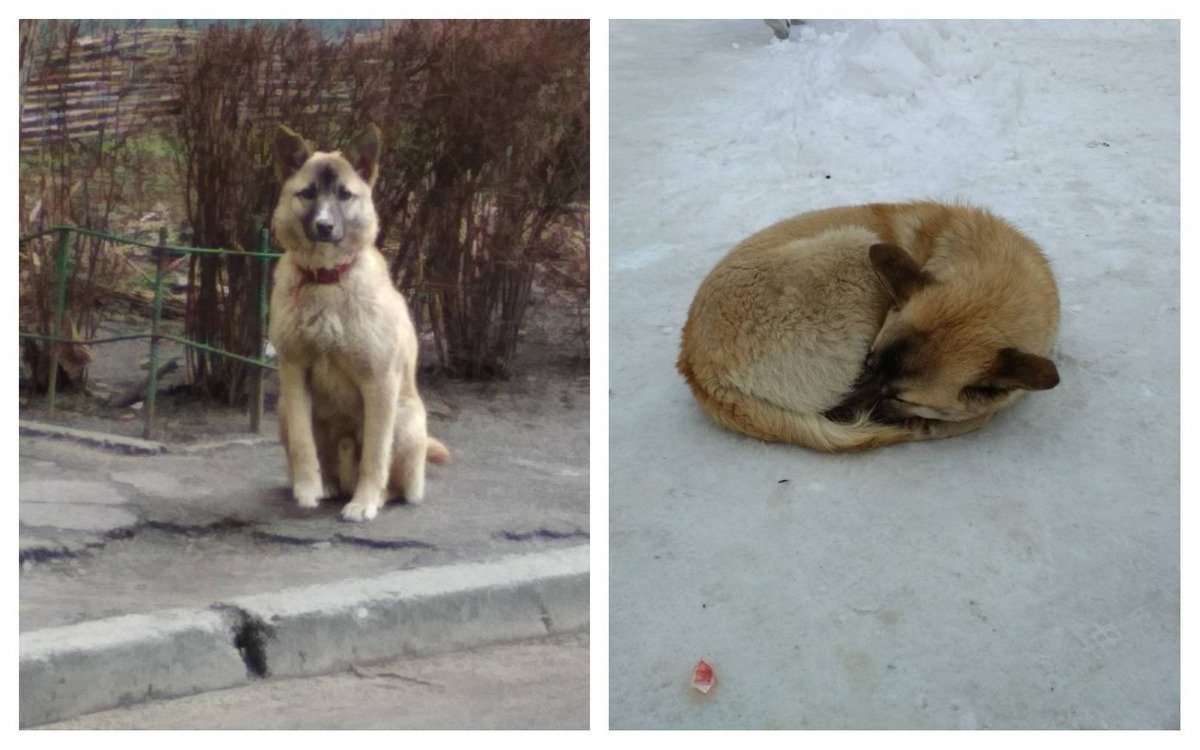 Ему очень нужен дом