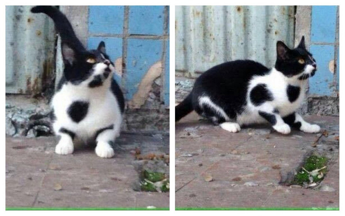 Молоденькая кошечка 9 месяцев со сложной судьбой ищет любовь и заботу