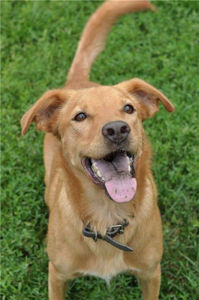 Рыжик достоин хороших людей, понимающих собак и энтузиастов "собачьих" видов спорта