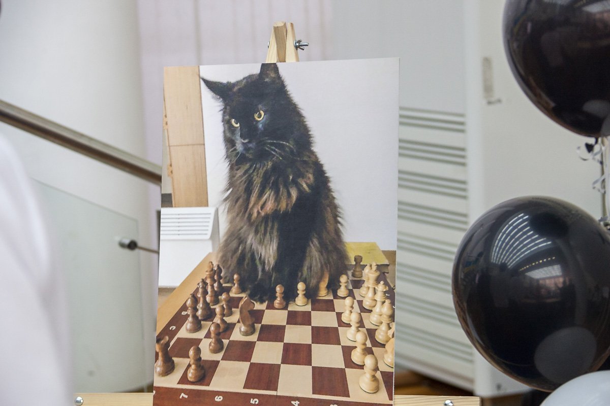 Кот Валентина Резниченко, который играет лучше Юрия Голика