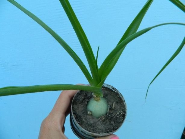 Новое комнатное растение