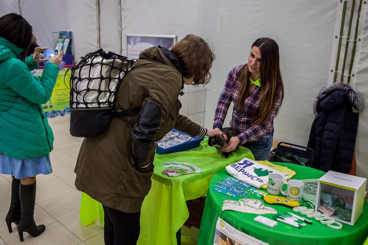 С котиками можно играться и гладить их С котиками можно играться и гладить их