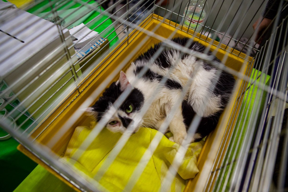 Из-за черно-белого окраса кошке тяжело найти хозяев Из-за черно-белого окраса кошке тяжело найти хозяев