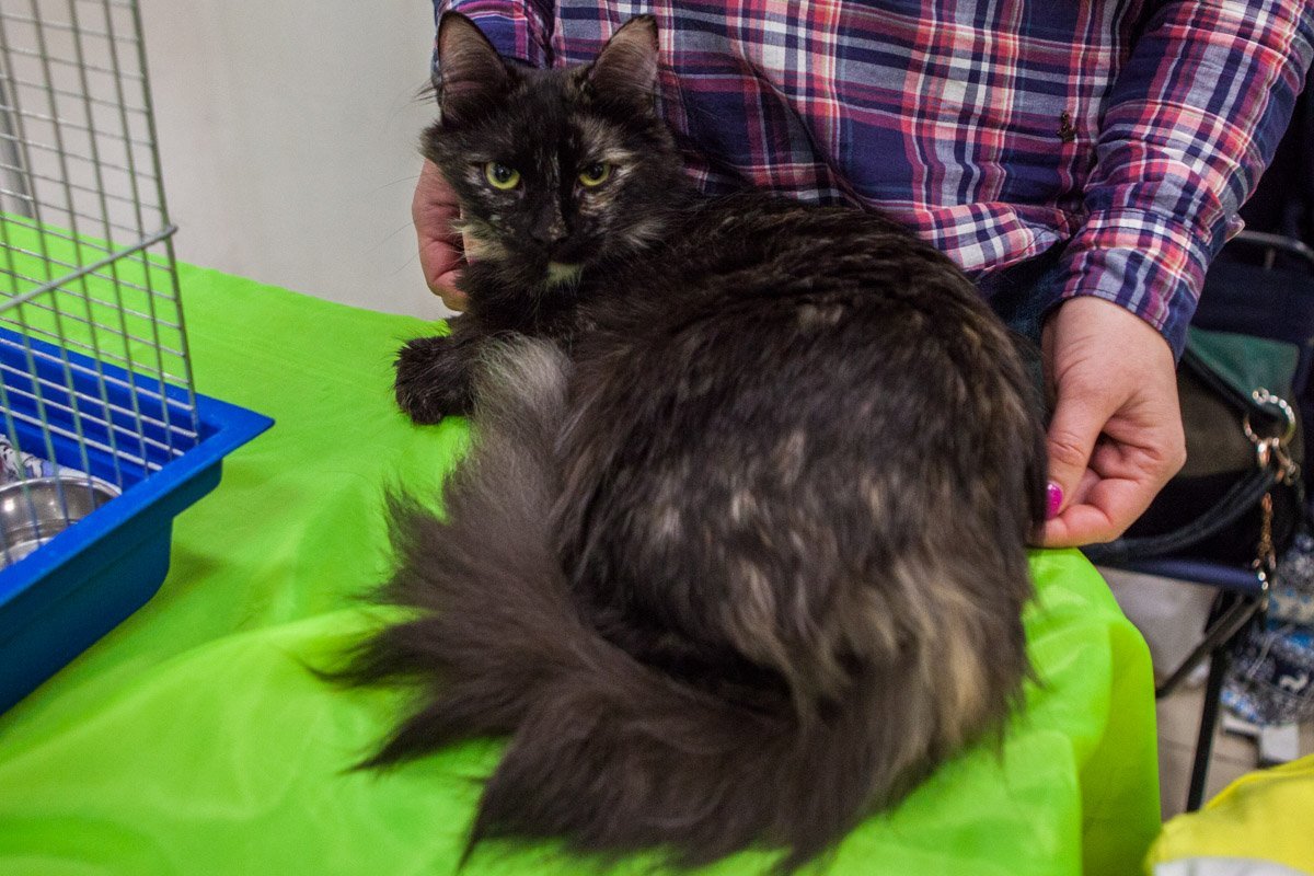 Животным очень нужны заботливые и хорошие хозяева Животным очень нужны заботливые и хорошие хозяева