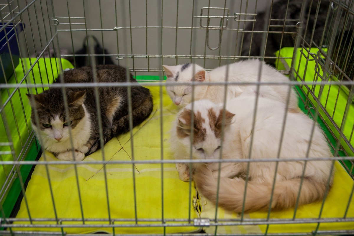 Проявляя заботу и ласку к животным, мы начинаем не только отдавать тепло своей души, но и очень много получаем от них взамен Проявляя заботу и ласку к животным, мы начинаем не только отдавать тепло своей души, но и очень много получаем от них взамен