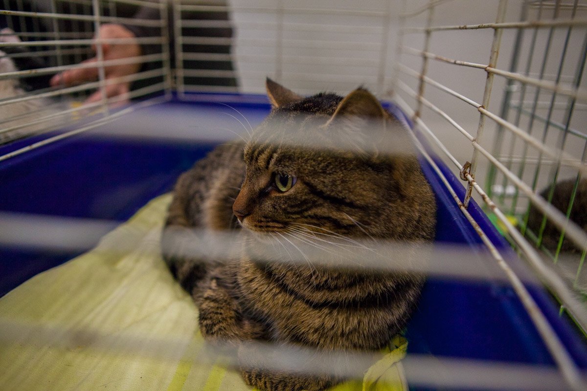 Хома шел за одним из наших волонтеров от остановки до дома в мороз с надеждой, что его заберут Хома шел за одним из наших волонтеров от остановки до дома в мороз с надеждой, что его заберут